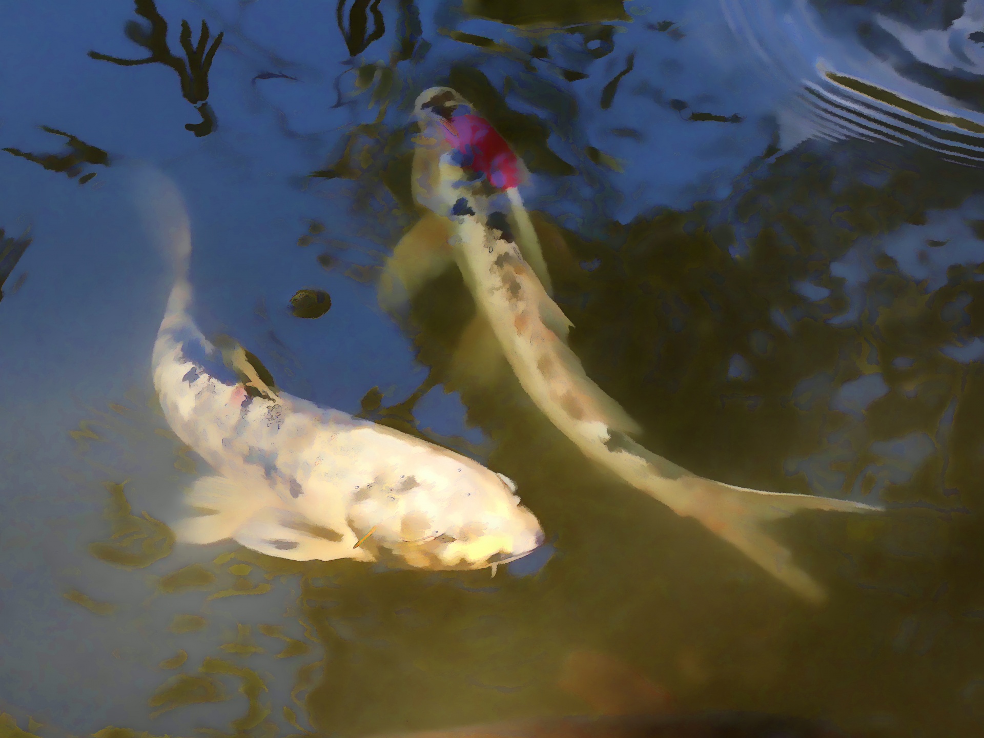 fish fishes koi free photo