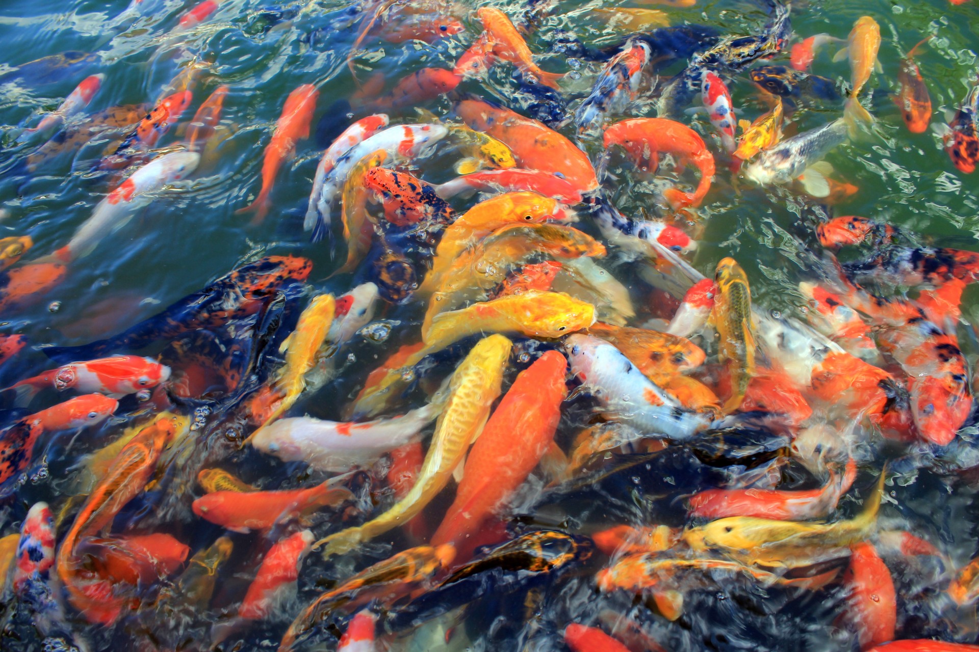 koi fish pond koi fish free photo