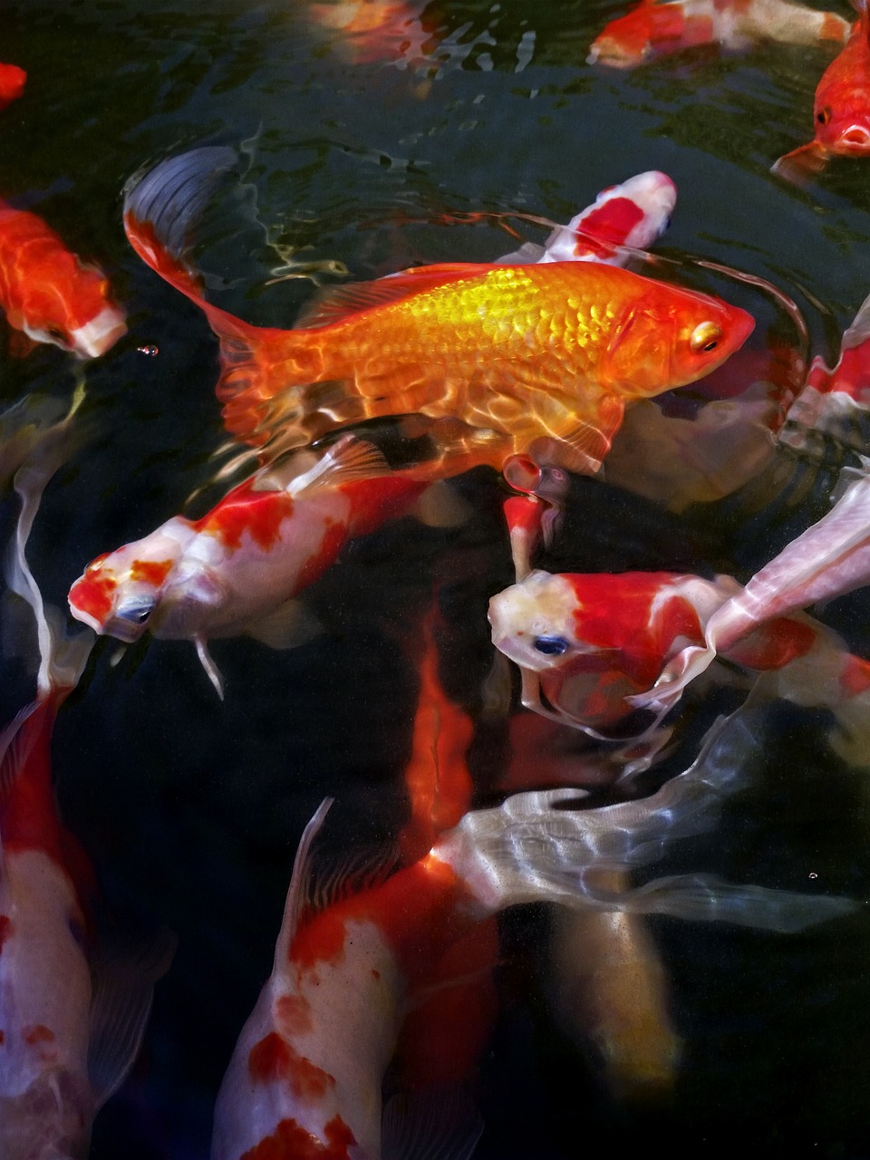 koi fish  fish pond  pond free photo