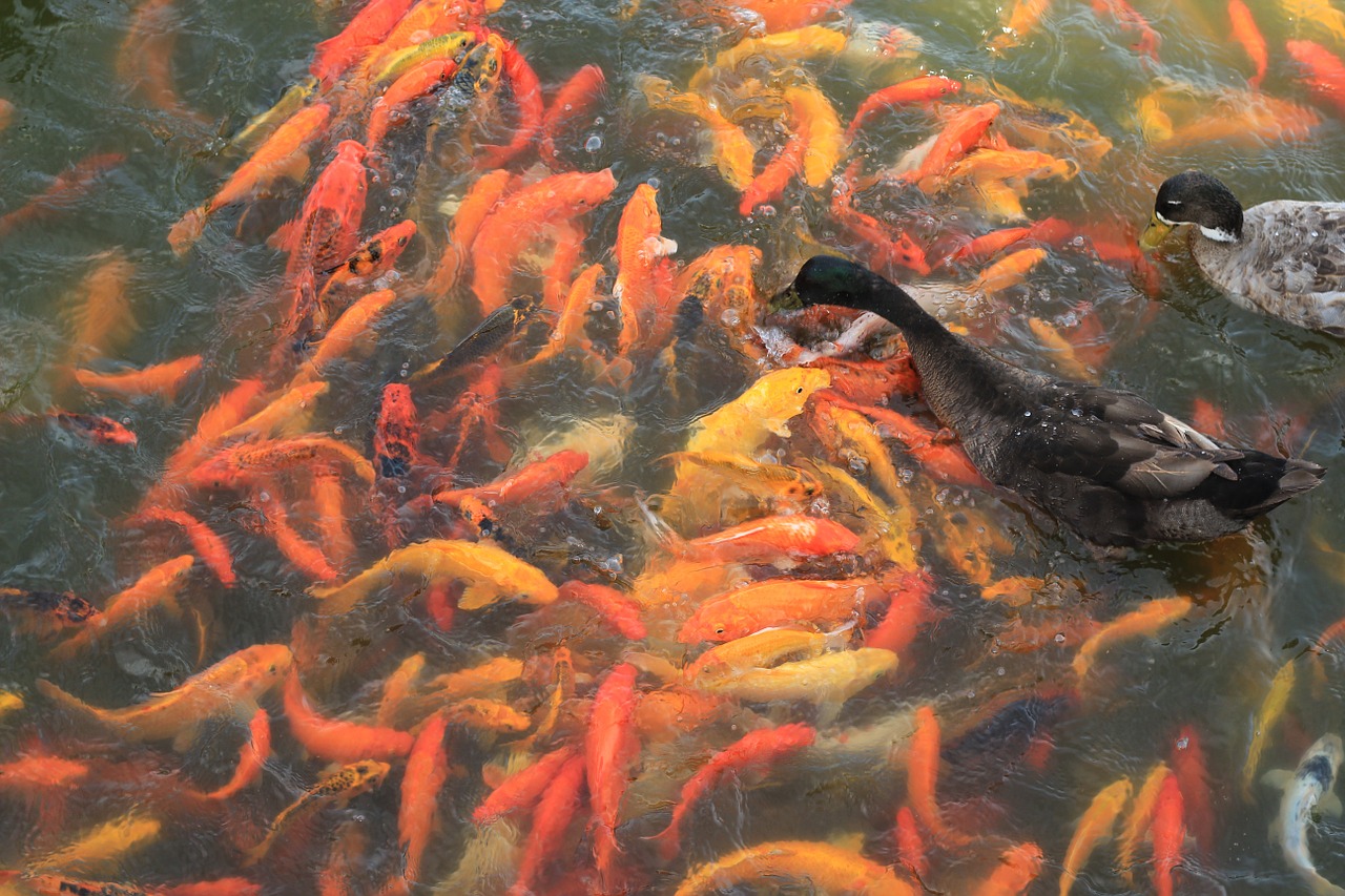 koi fish fish pond free photo