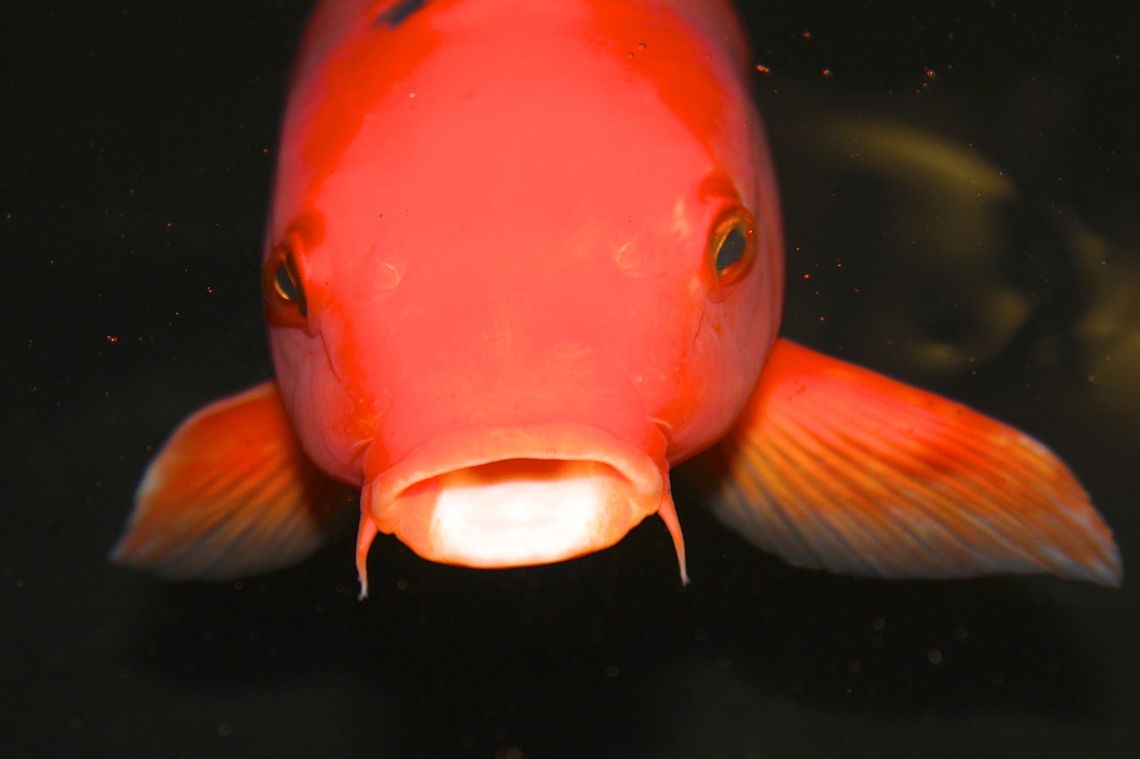 koi fish goldfish orange free photo