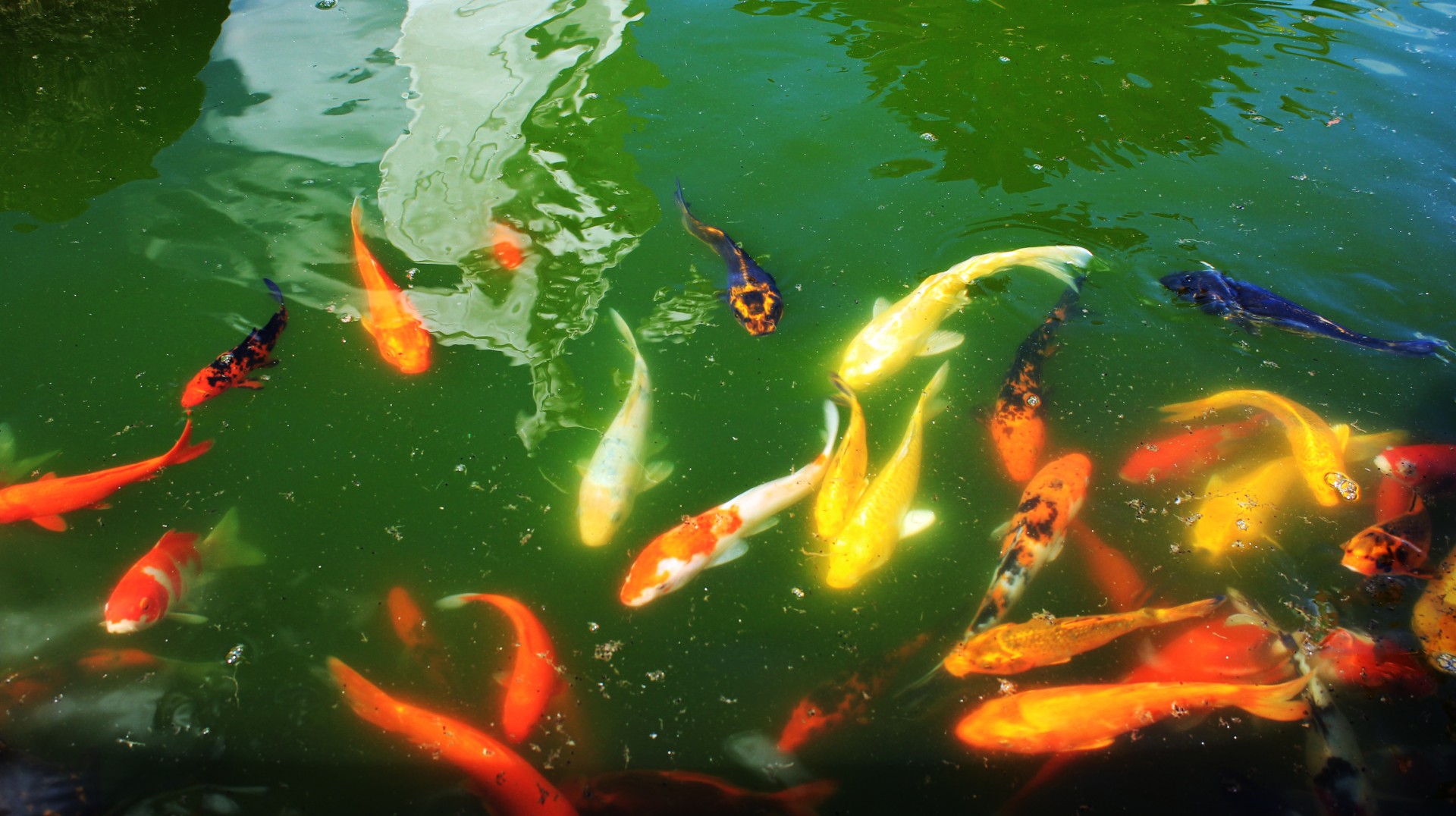 koi fish pond koi fish free photo