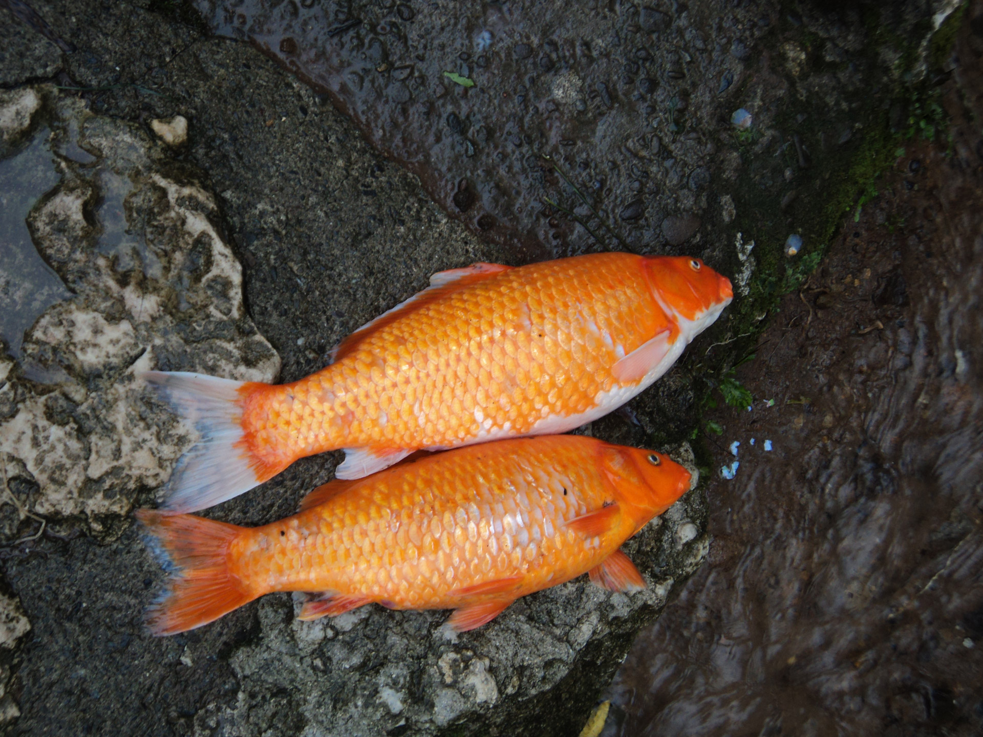 fishes koi gold fish free photo