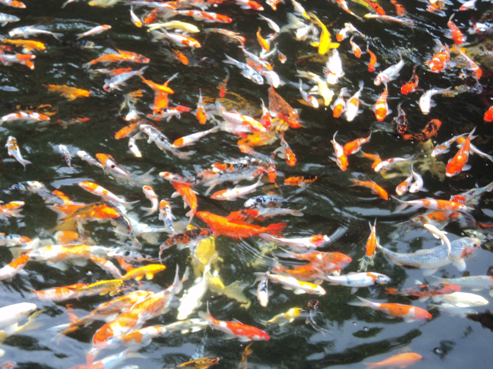 koi fishes pond free photo