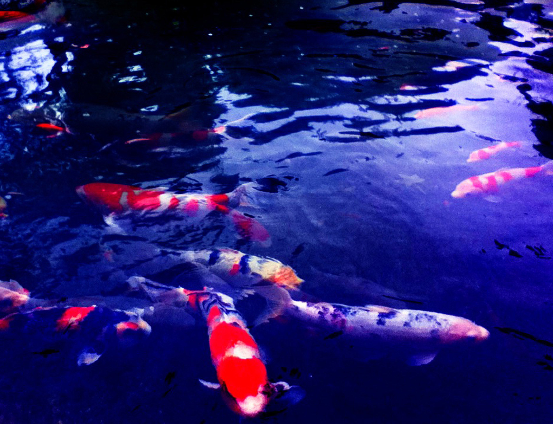 koi zen pond free photo