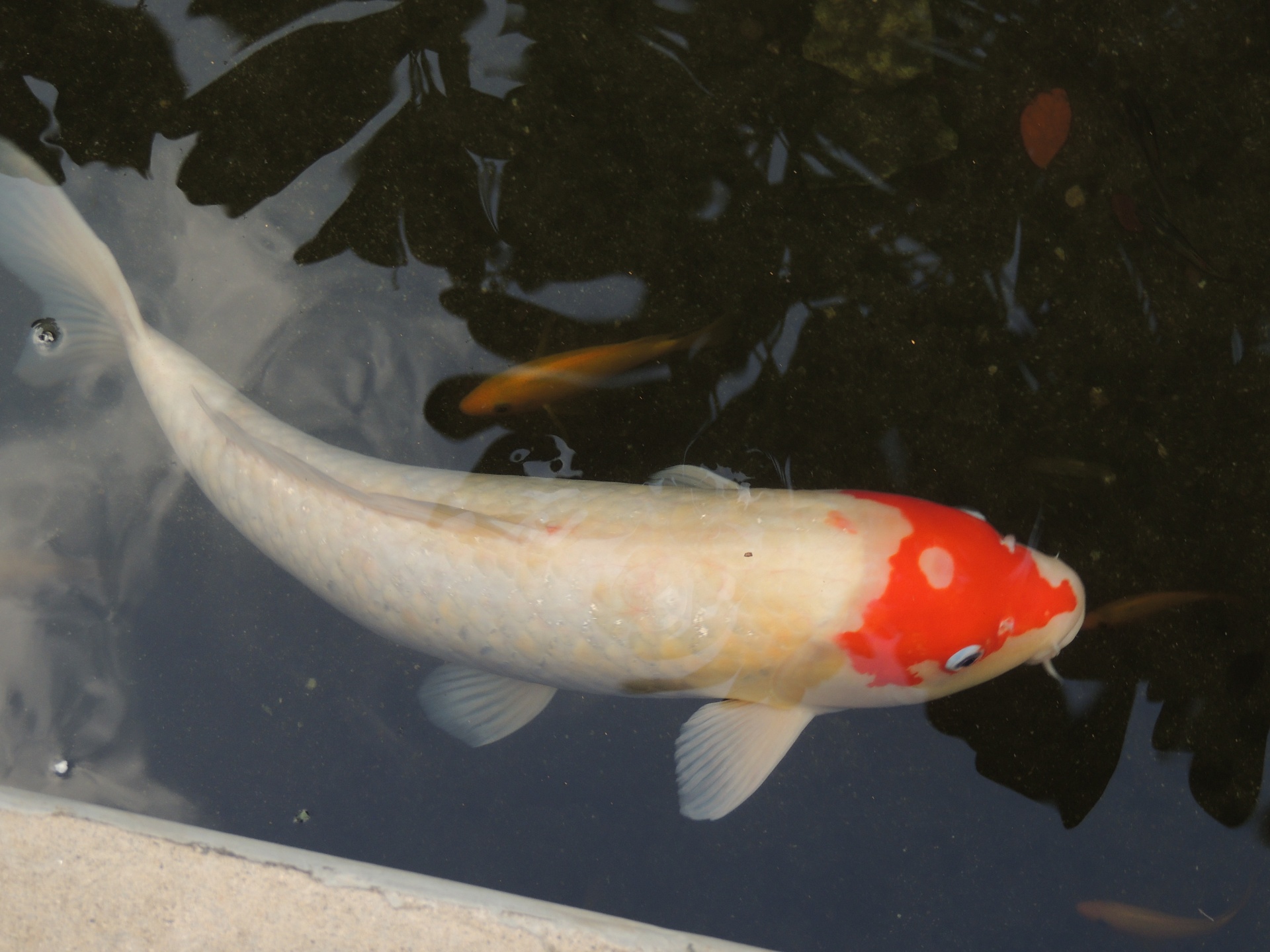 koi pond fish free photo