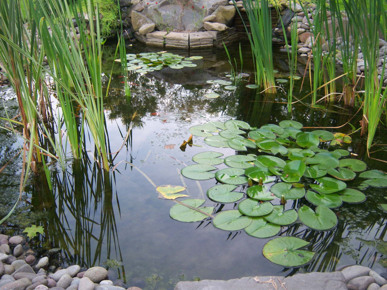 koi pond water free photo