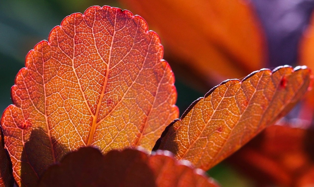 koivuangervo autumn fall colors free photo