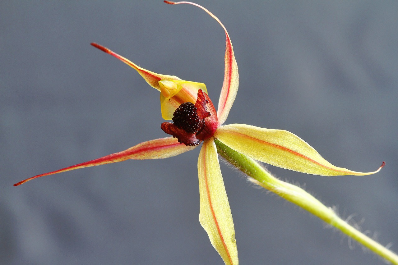 kojonup  leaping spider orchid  caladenia macrostylis free photo