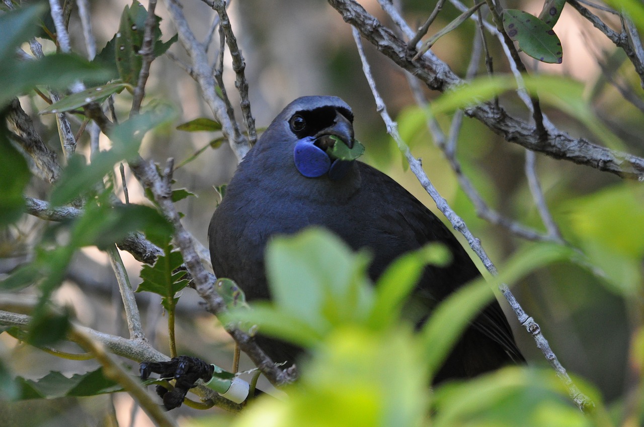 kokako bird new zealand free photo