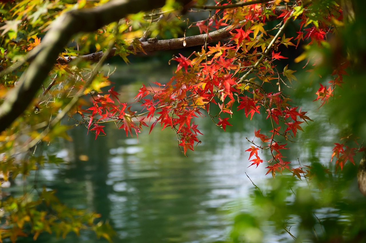 kokoen garden  japan  himeji free photo