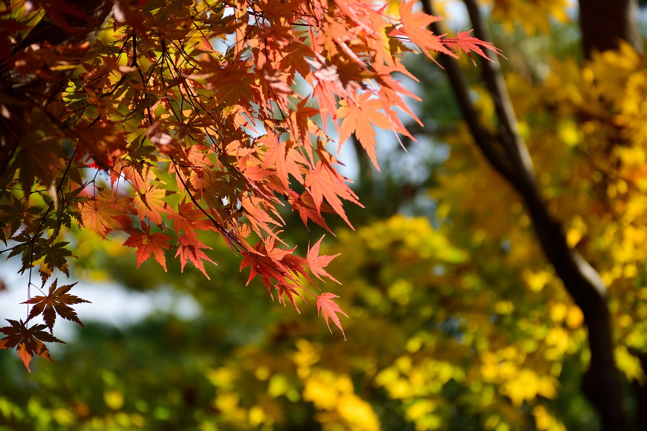 kokoen garden  japan  himeji free photo