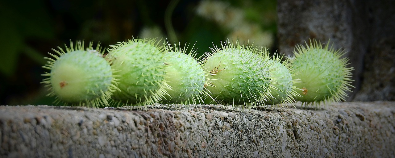 kolczurka klapowana -wild cucumber  echinocystis lobata  nature free photo