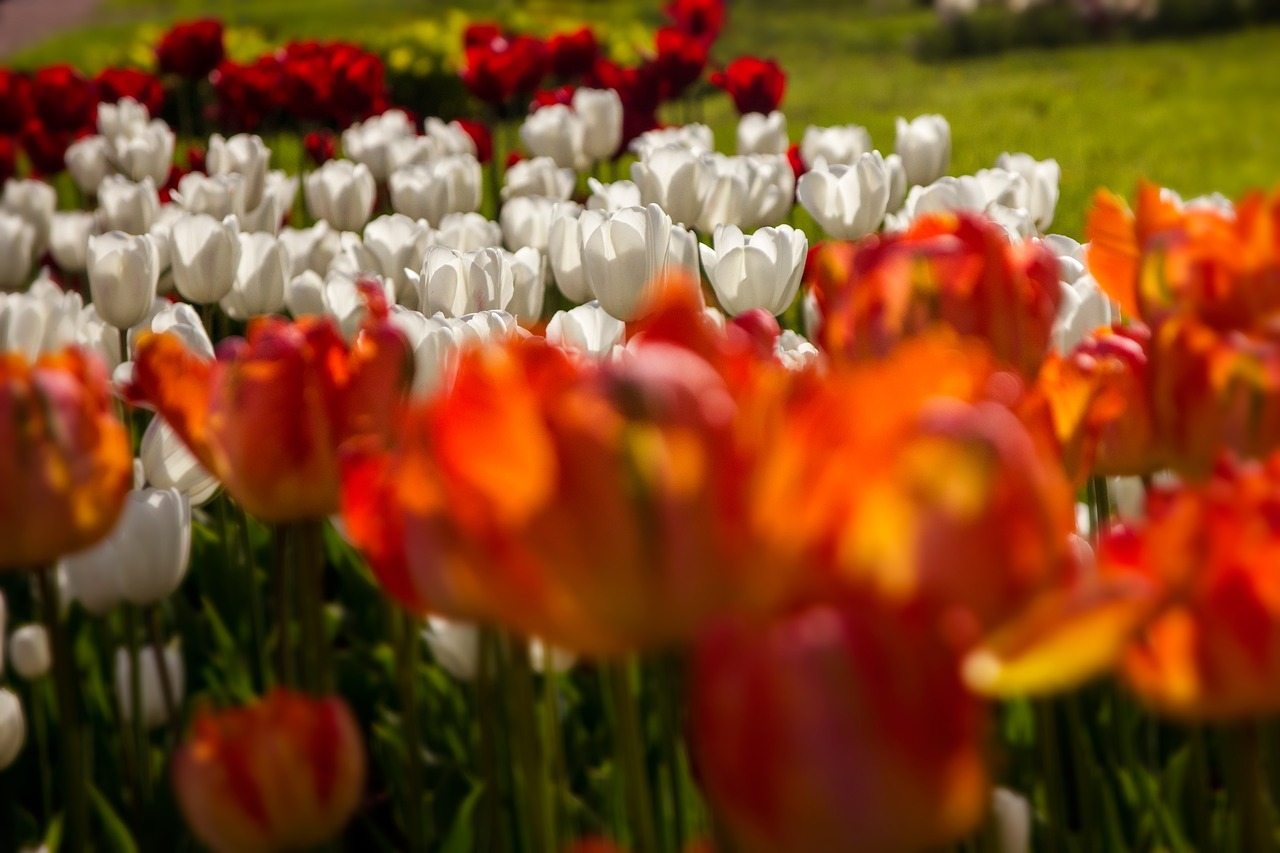 kolomna  bloom  tulip free photo