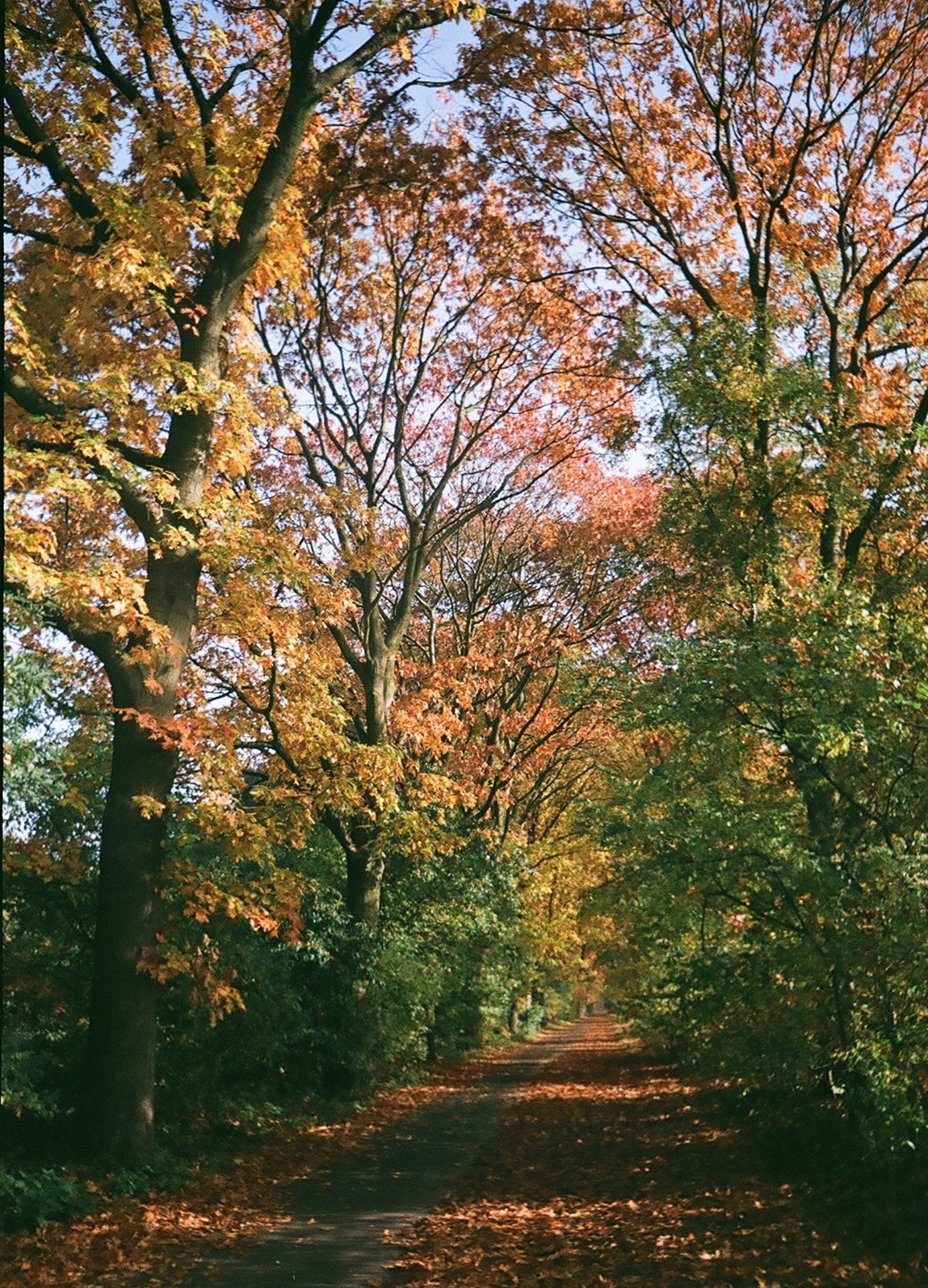 oss autumn tree free photo