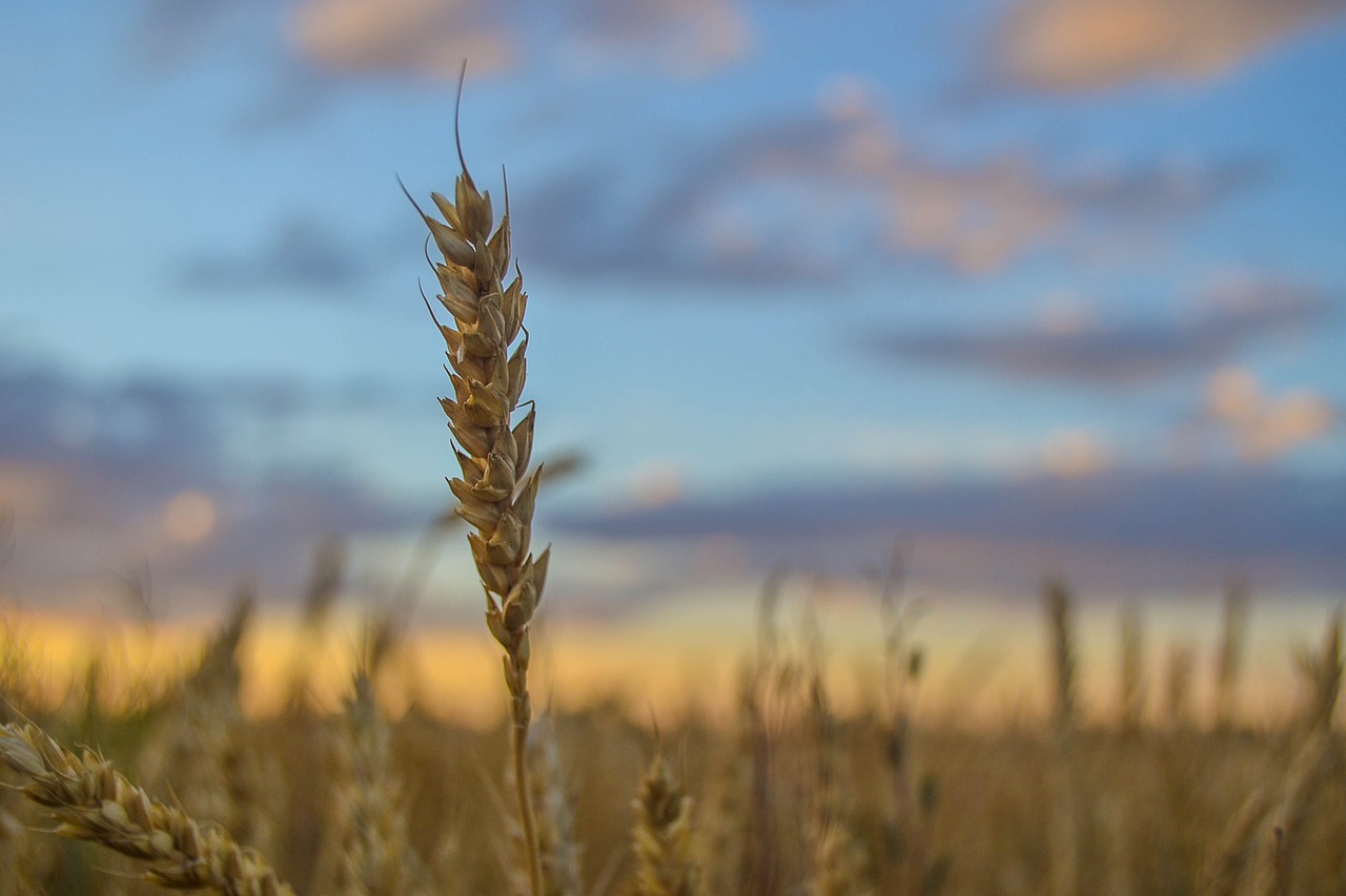 kolosok field sunset free photo