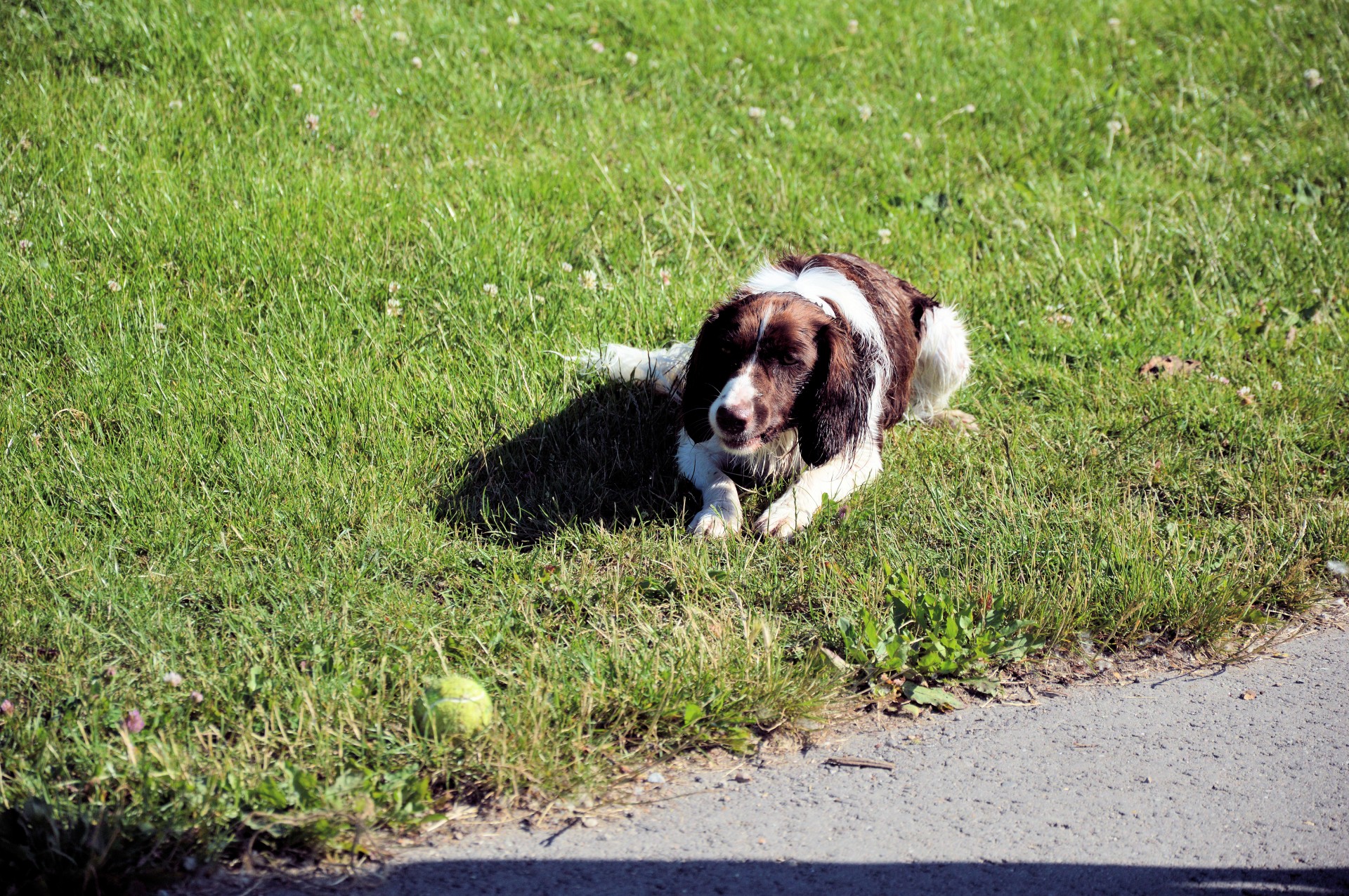 ball dog animal free photo