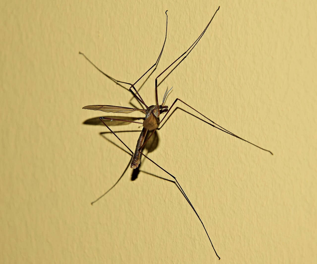 komarzyca komar mosquito free photo