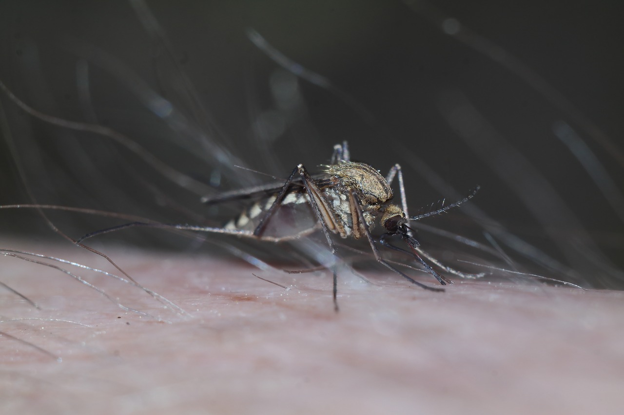 komarzyca  insect  macro free photo