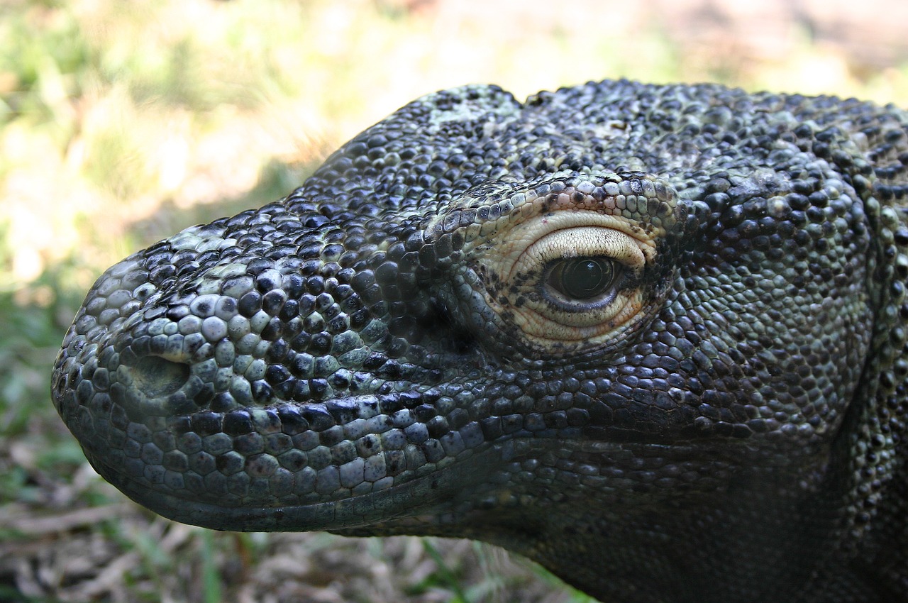 komodo dragon reptile lizard free photo