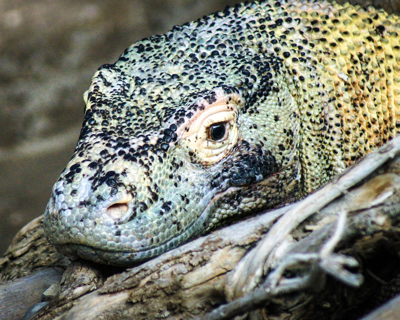 komodo dragon  lizard  monitor free photo