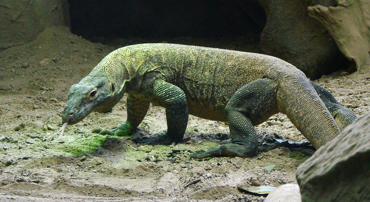 komodo dragon komodo lizard free photo