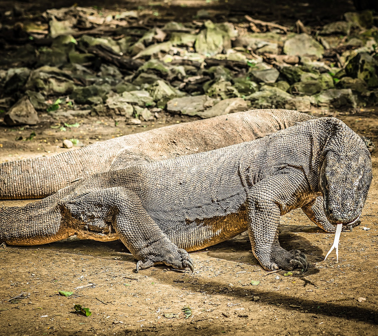 komodo dragons asia island free photo