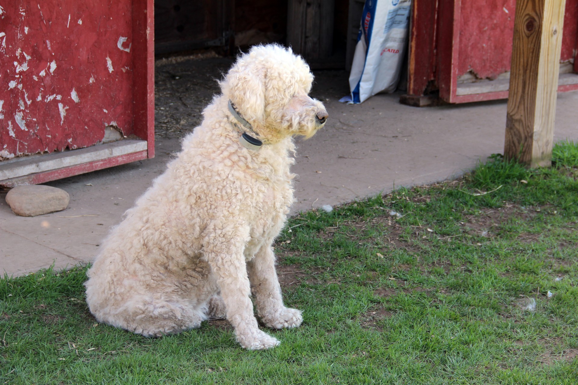 dog komondor guard free photo
