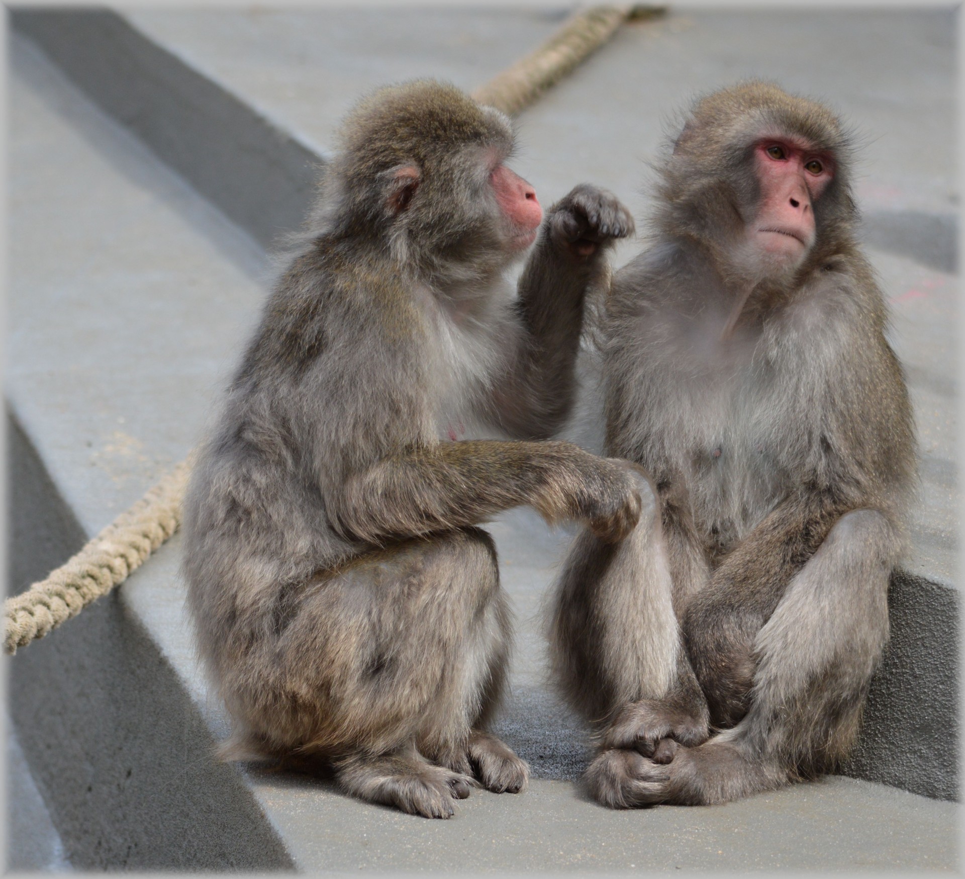 monkey business zoo monkey free photo