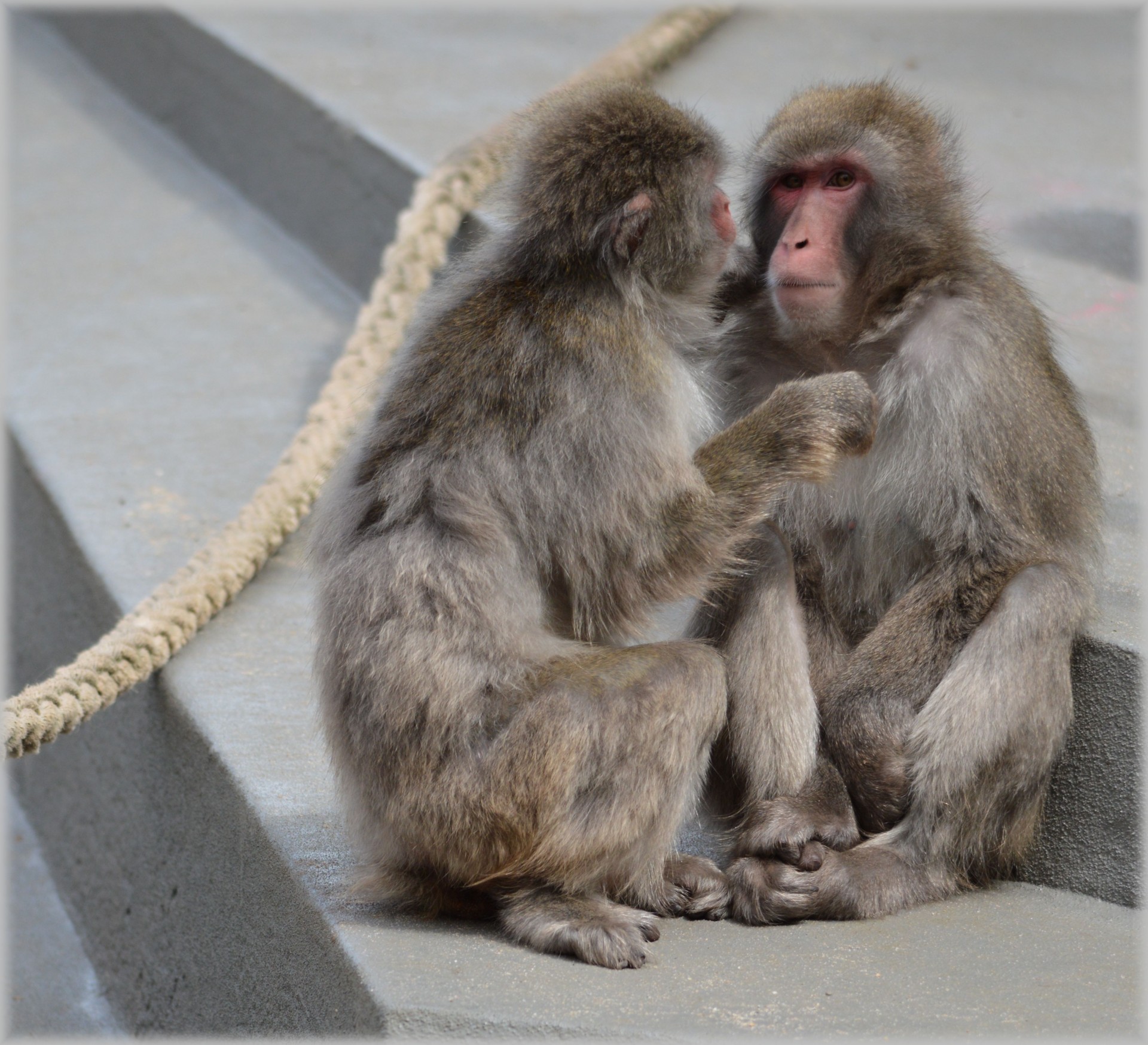 monkey business zoo monkey free photo