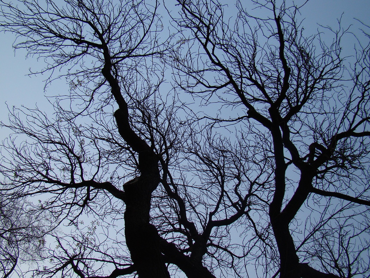 konary branches tree free photo
