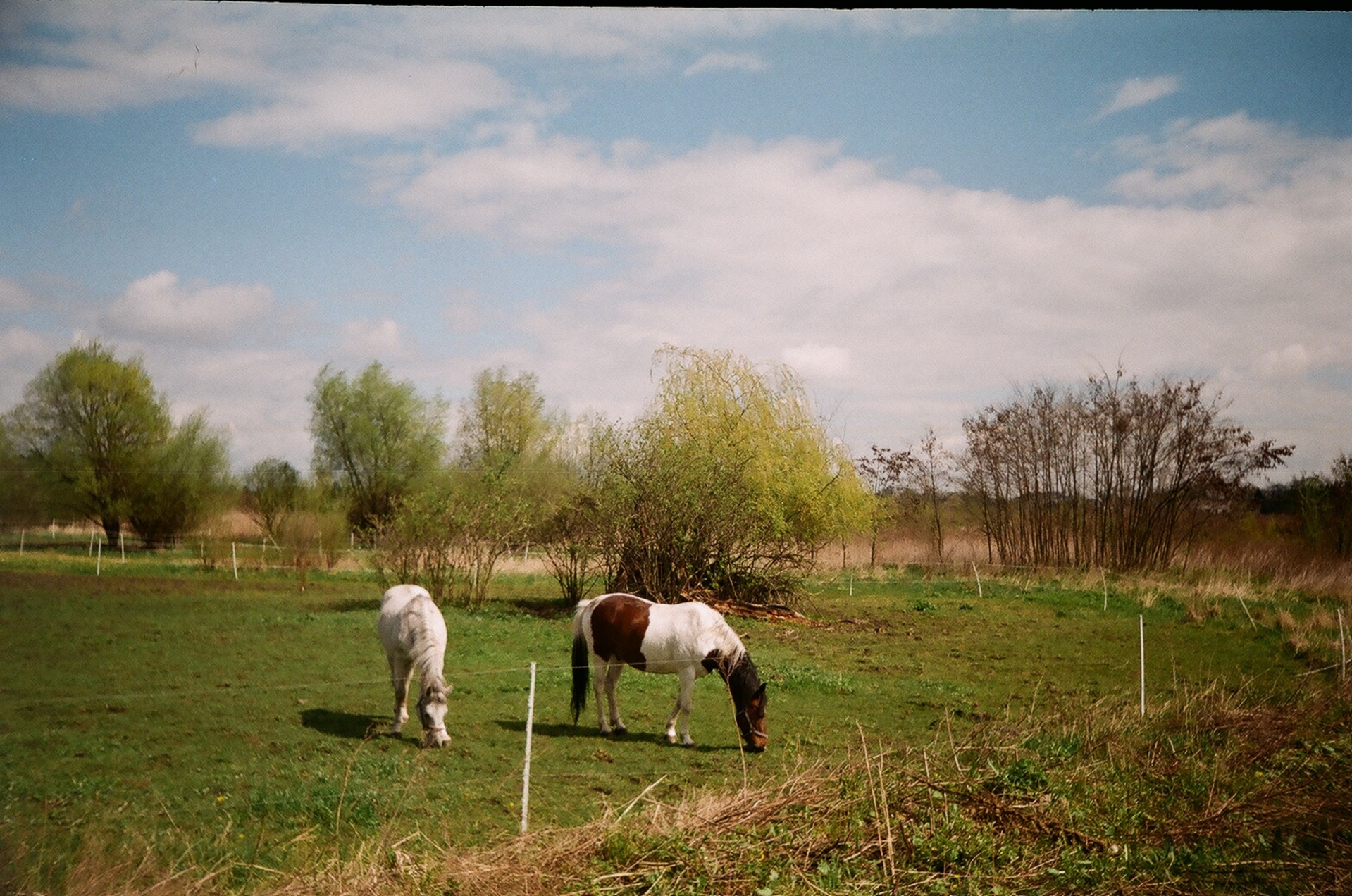 horses spring 2016 lublin poland free photo