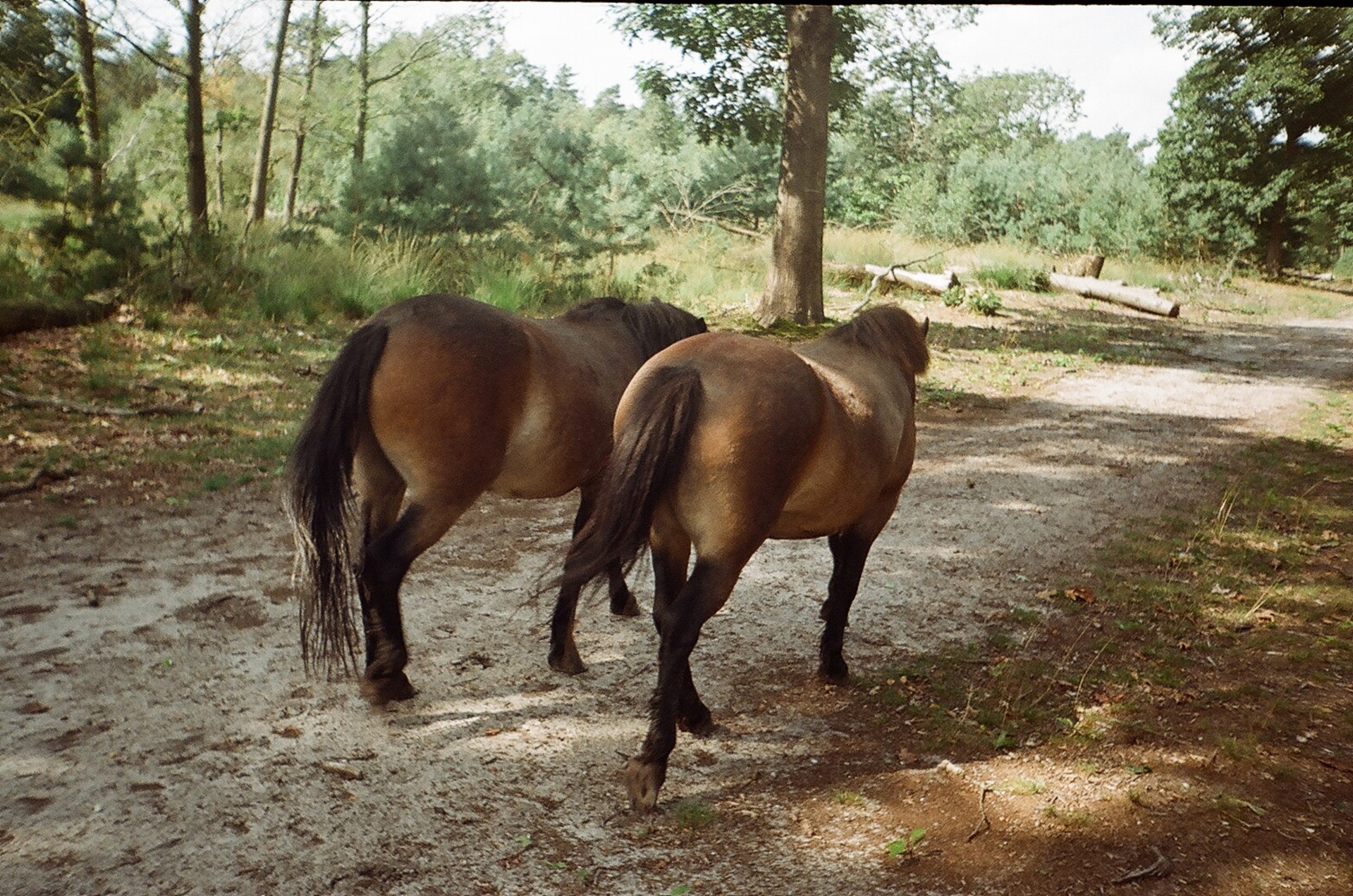 horse park netherlands free photo