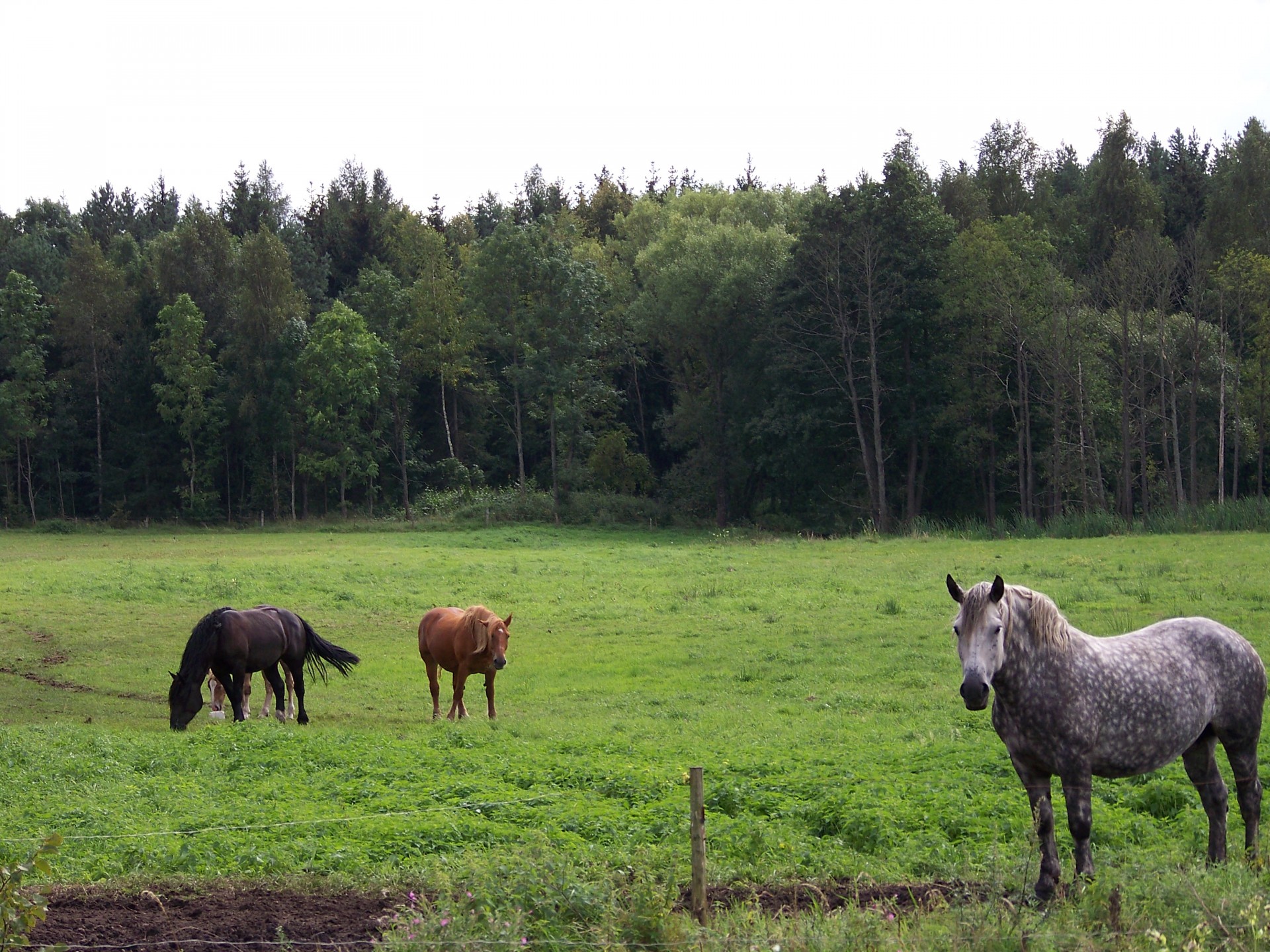 horses horse poland free photo