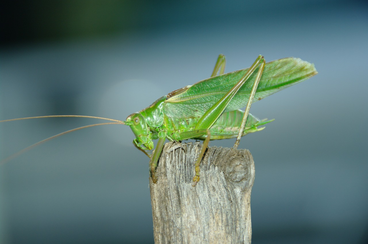 konik grasshopper feb free photo