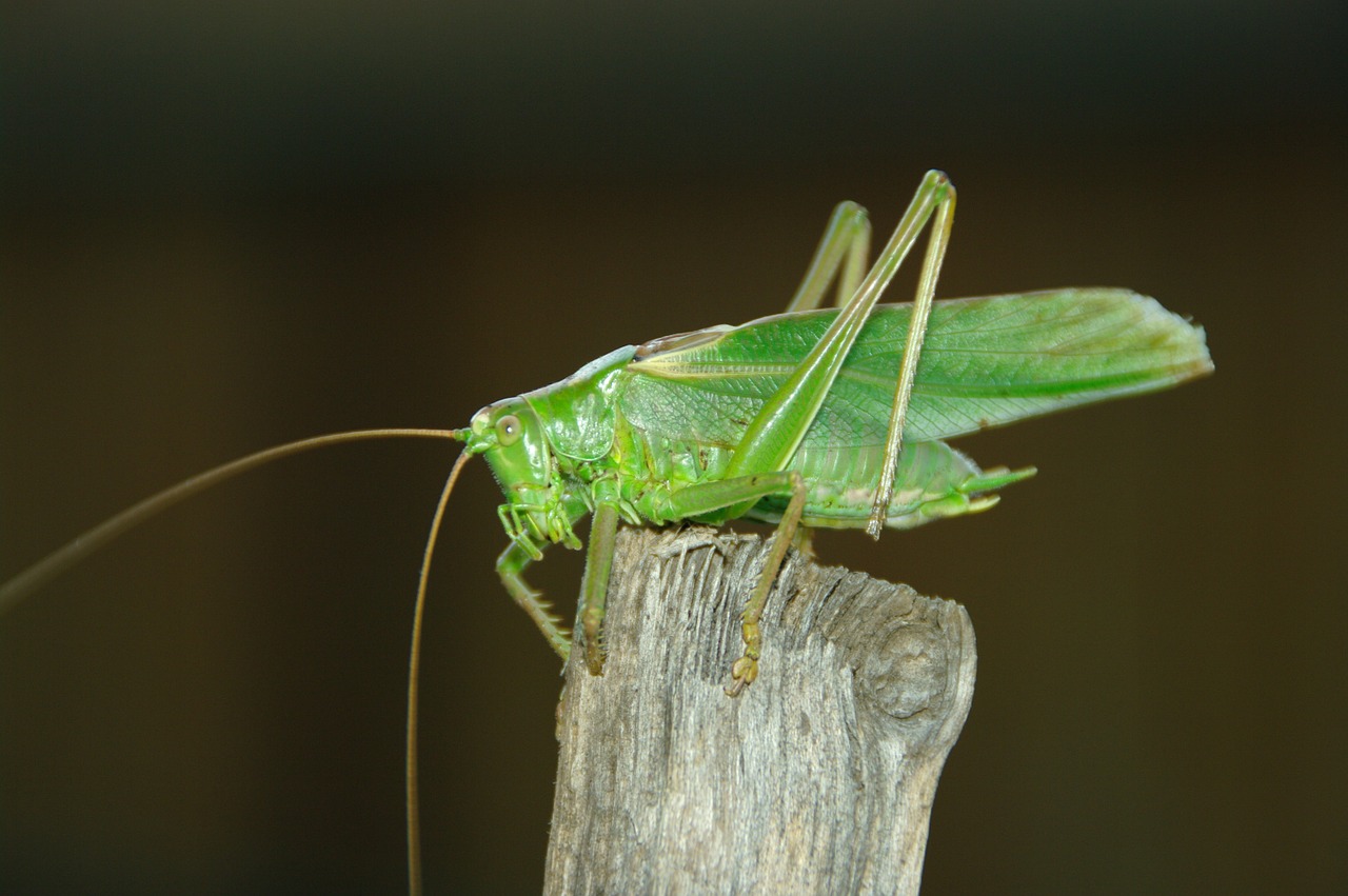 konik grasshopper feb free photo