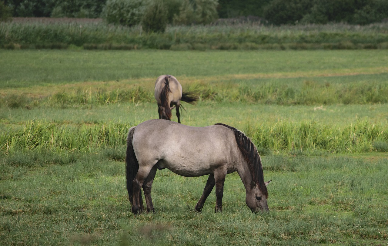 konik wild horse grazing horse free photo