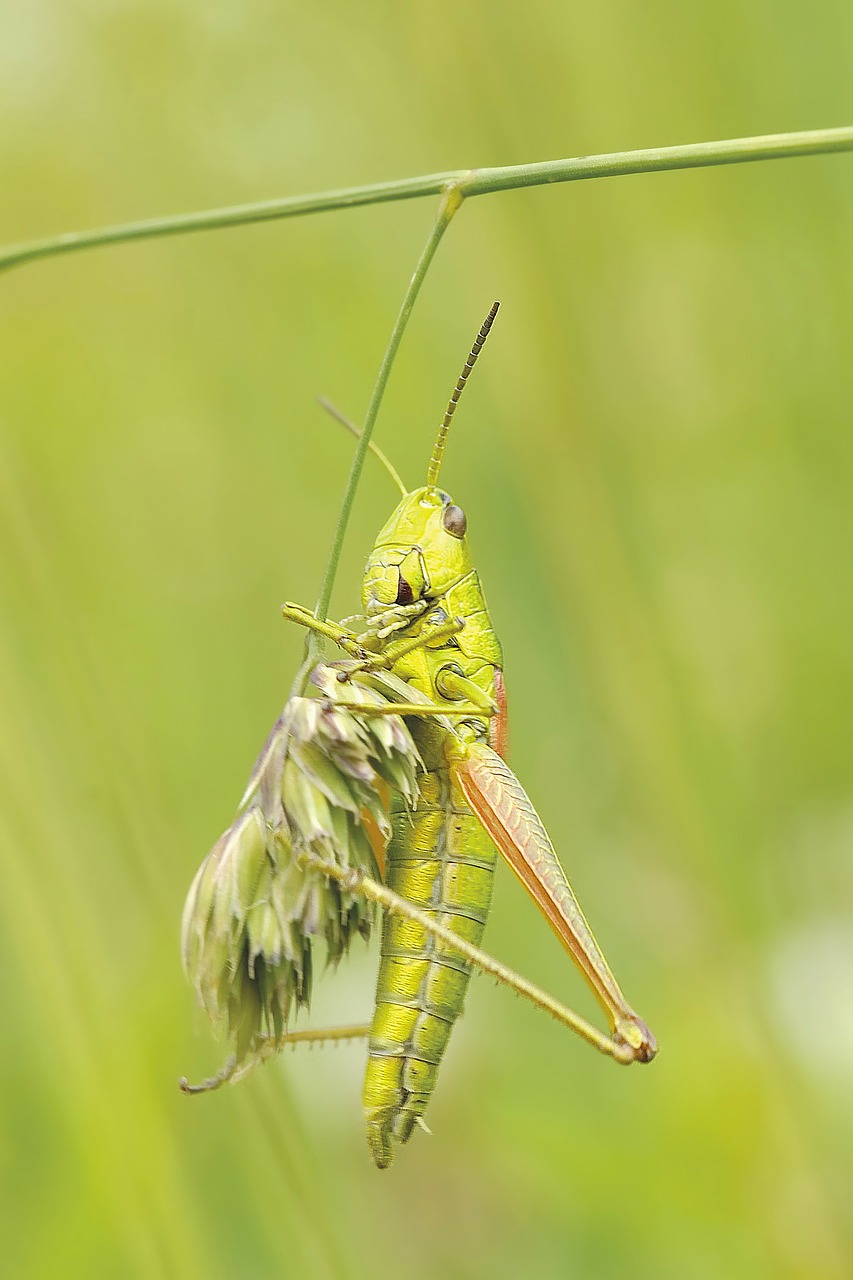 konik grasshopper insect free photo