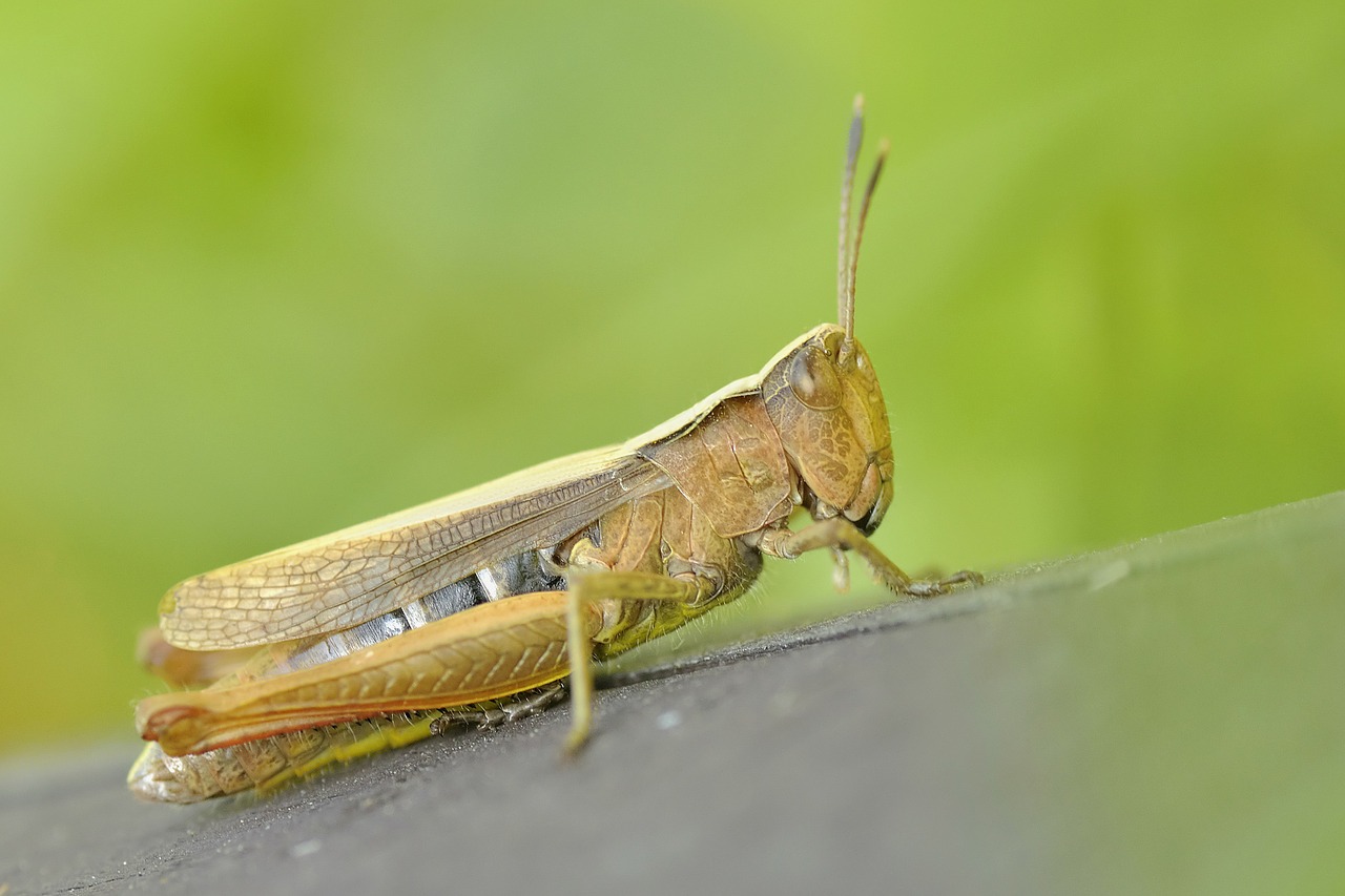 konik grasshopper insect free photo