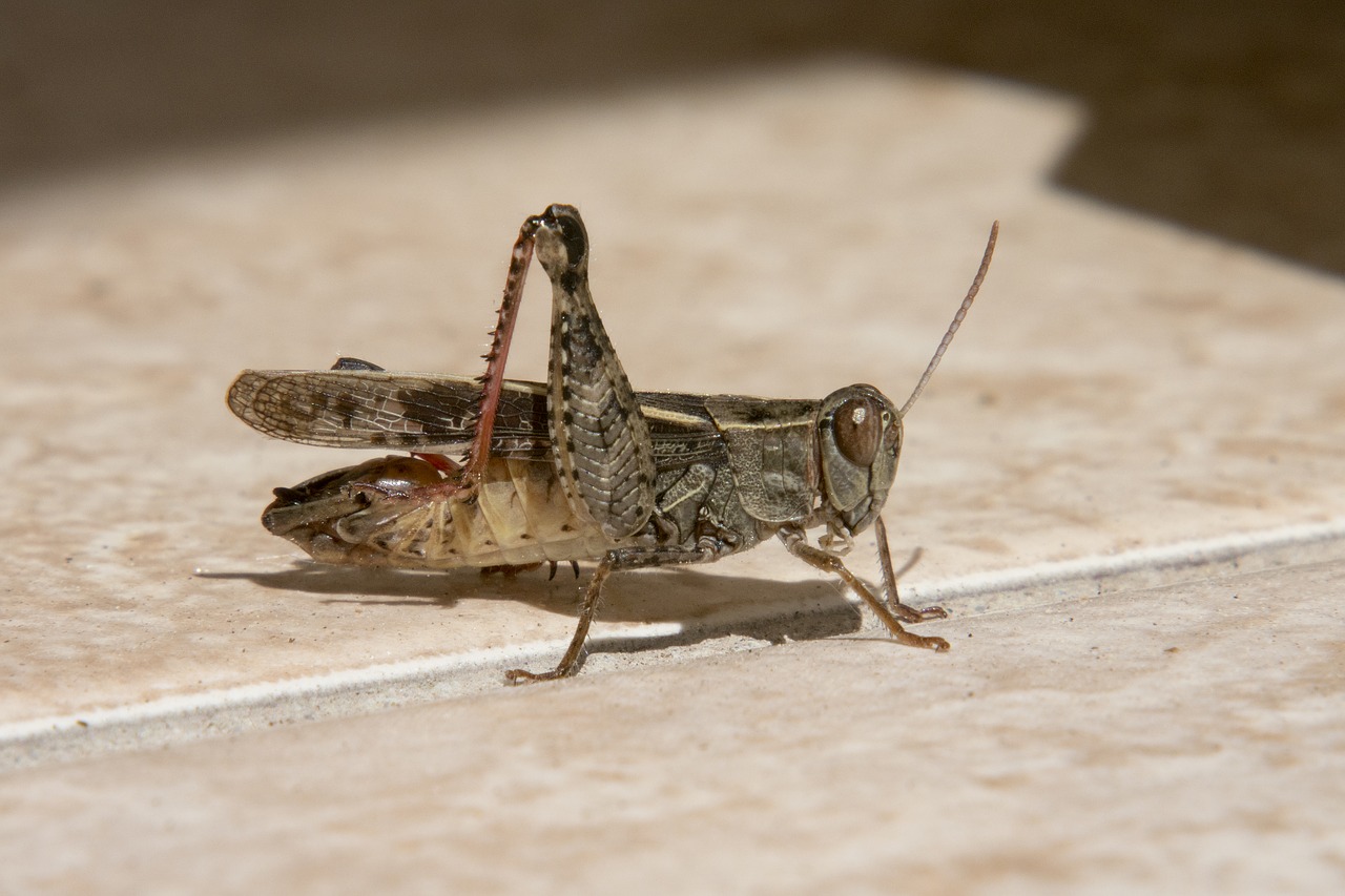 koník grasshopper insects free photo