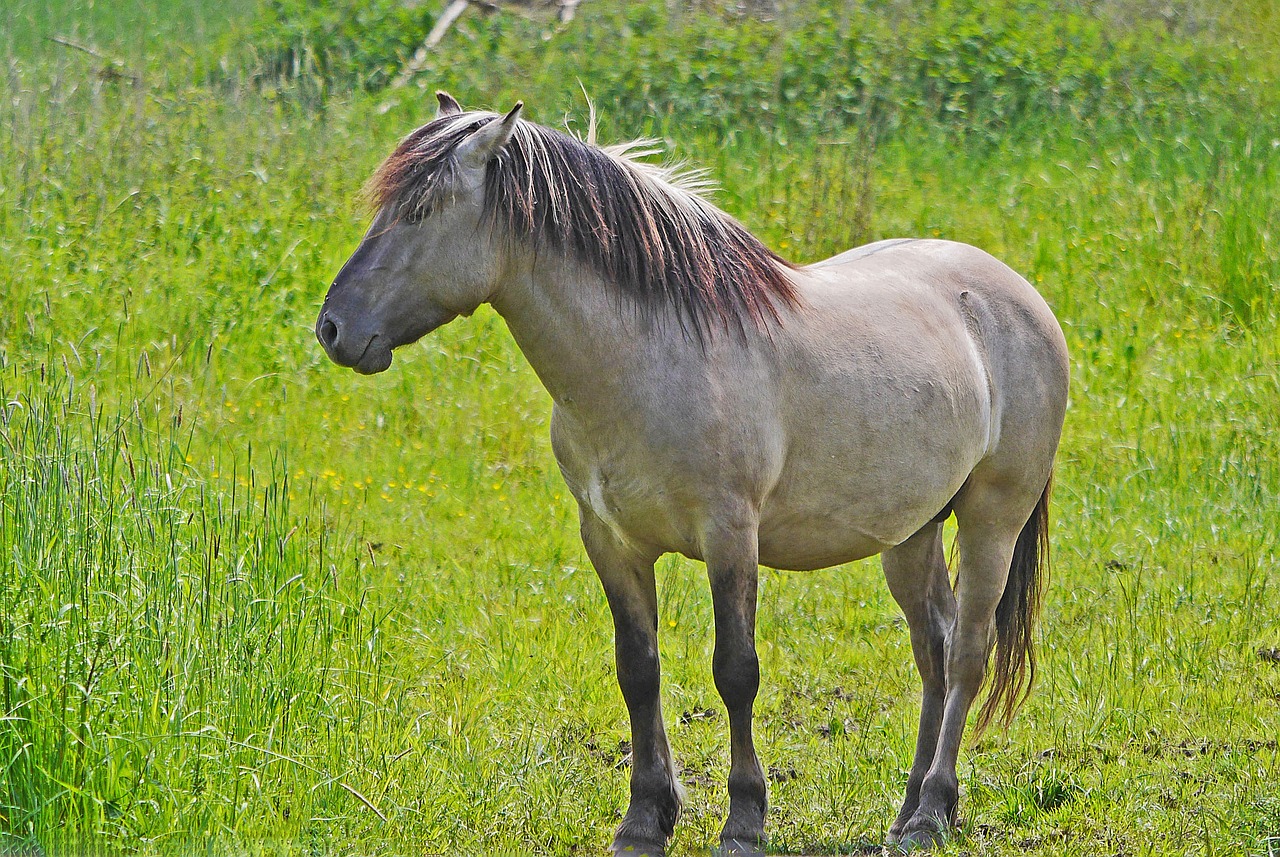 konik  wild horse  tarpan free photo