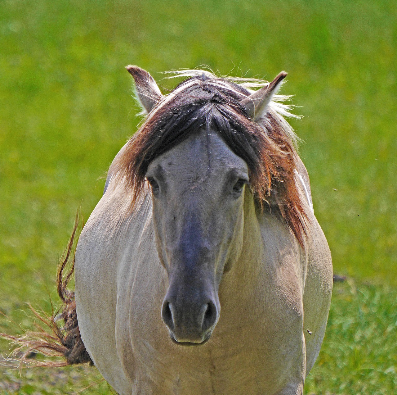 konik  wild horse  head free photo
