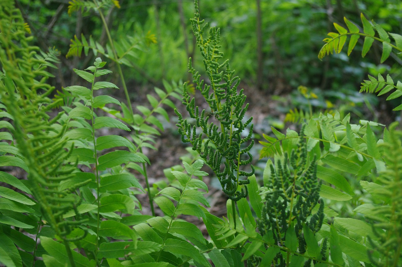 koningsvaren thriving boating flowering plant free photo