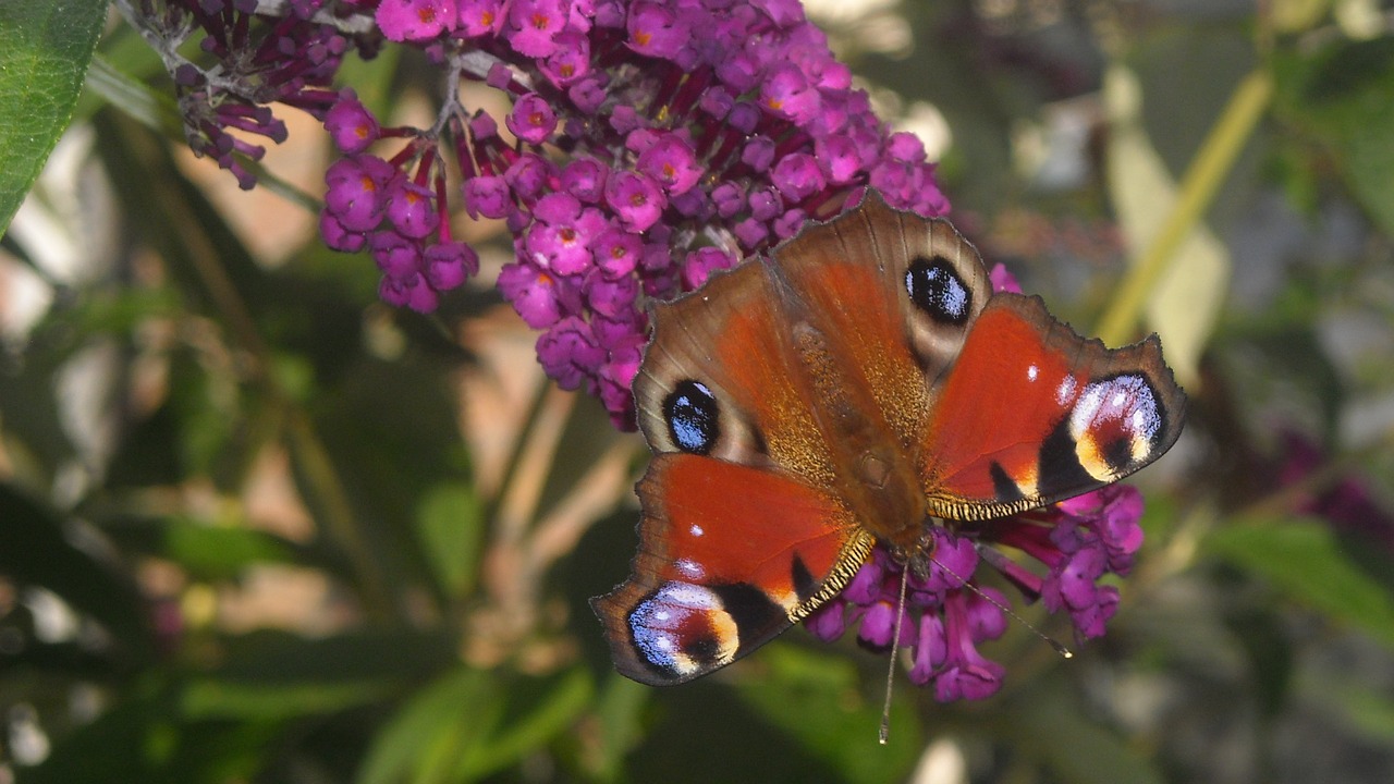 koningsvlinder butterfly bush purple free photo