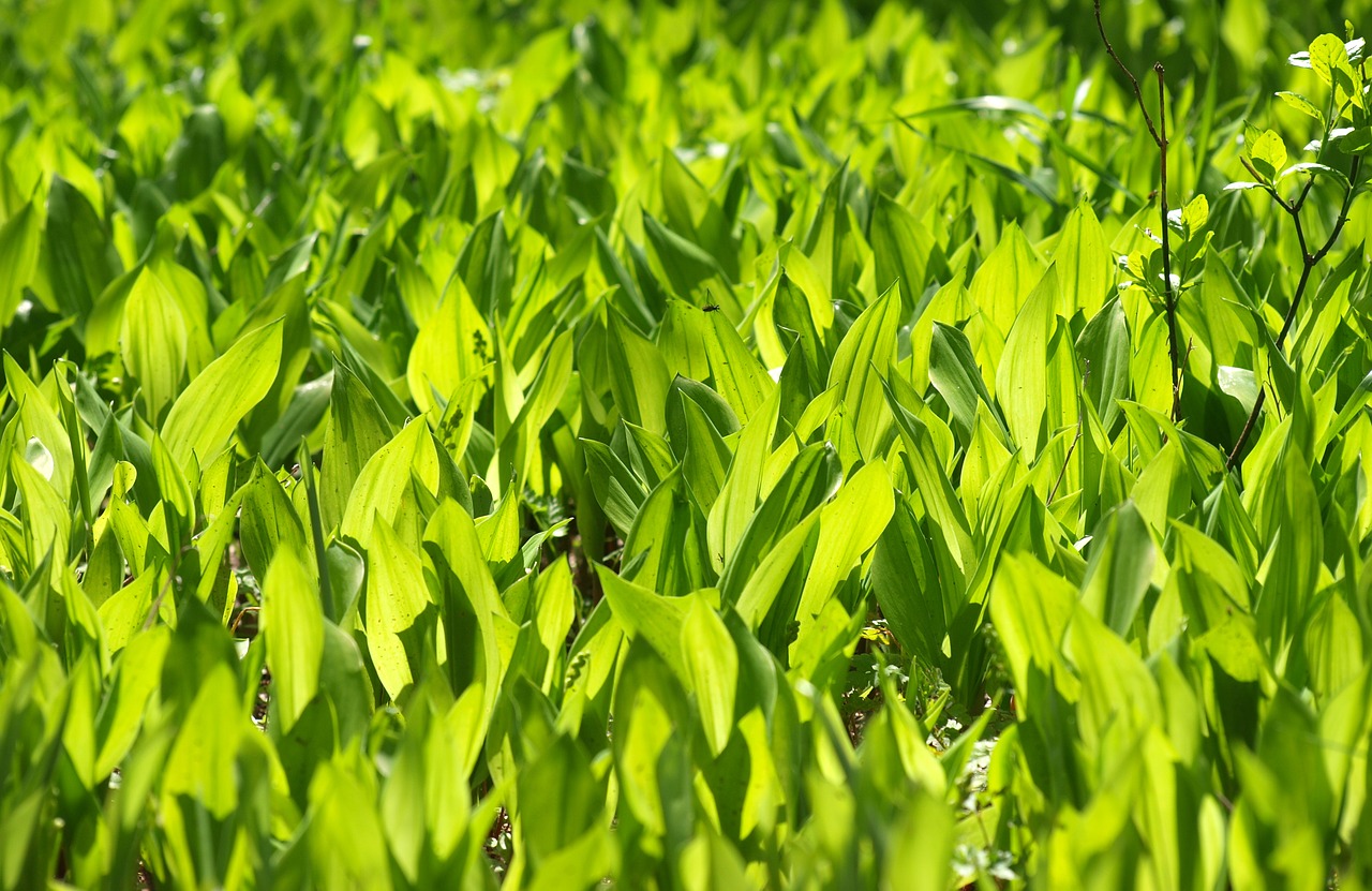 konwalie forest plants free photo