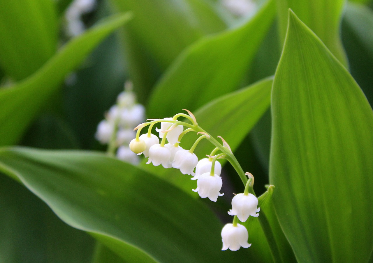 konwalie  spring flowers  spring free photo