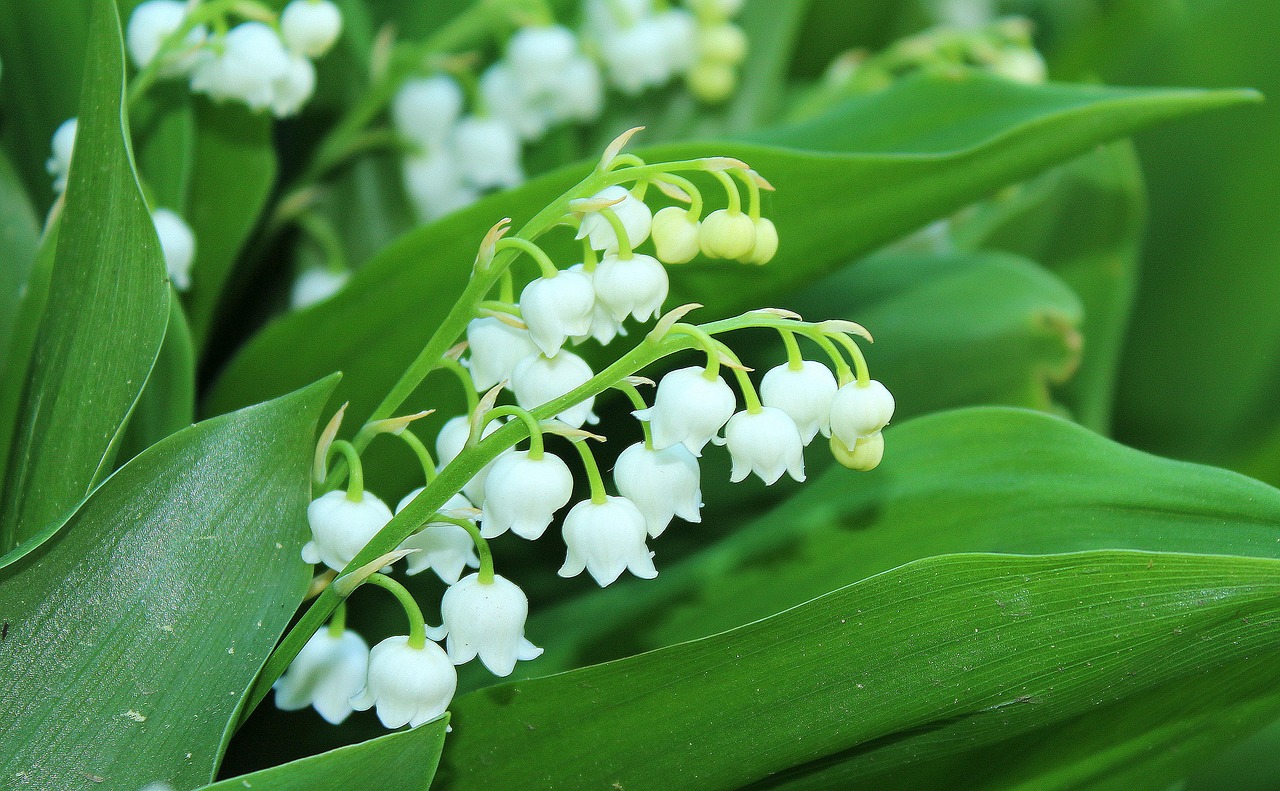 konwalie  lily of the valley  spring flowers free photo