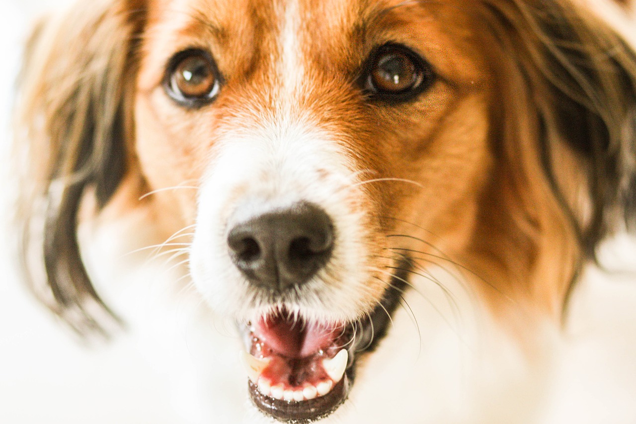 kooiker  kooikerhondje  pet free photo