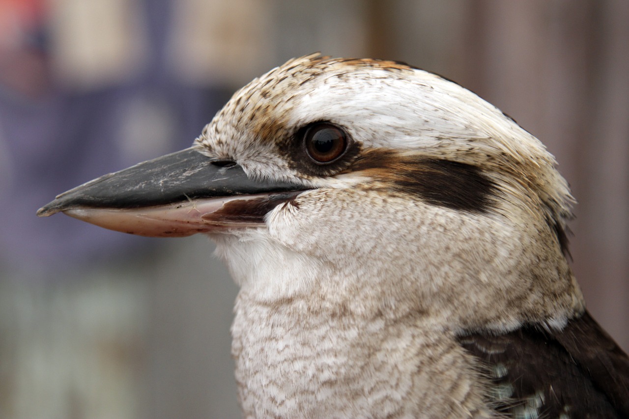 kookaburra bird australia free photo