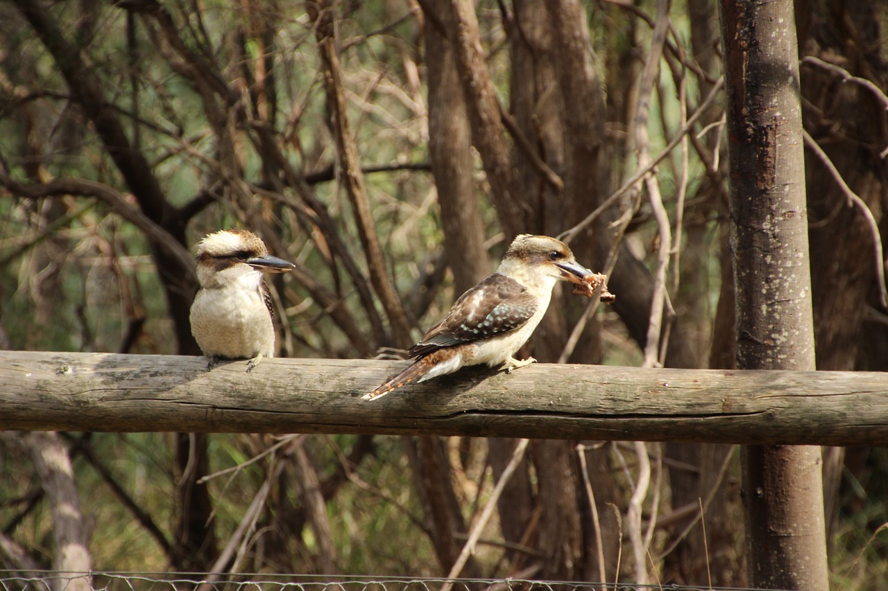 kookaburra australia bird free photo